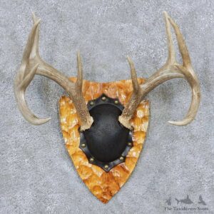 Whitetail Deer Antler Plaque Taxidermy Mount #13856 For Sale @ The Taxidermy Store