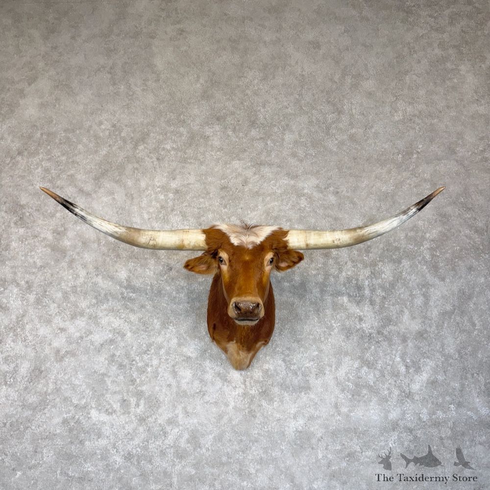 Longhorn Steer Shoulder Mount For Sale #30153 @ The Taxidermy Store