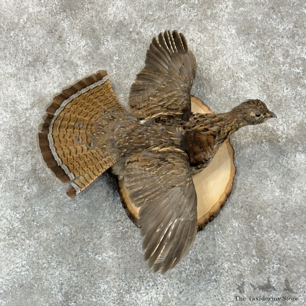 Ruffed Grouse Bird Mount For Sale #29407 @ The Taxidermy Store