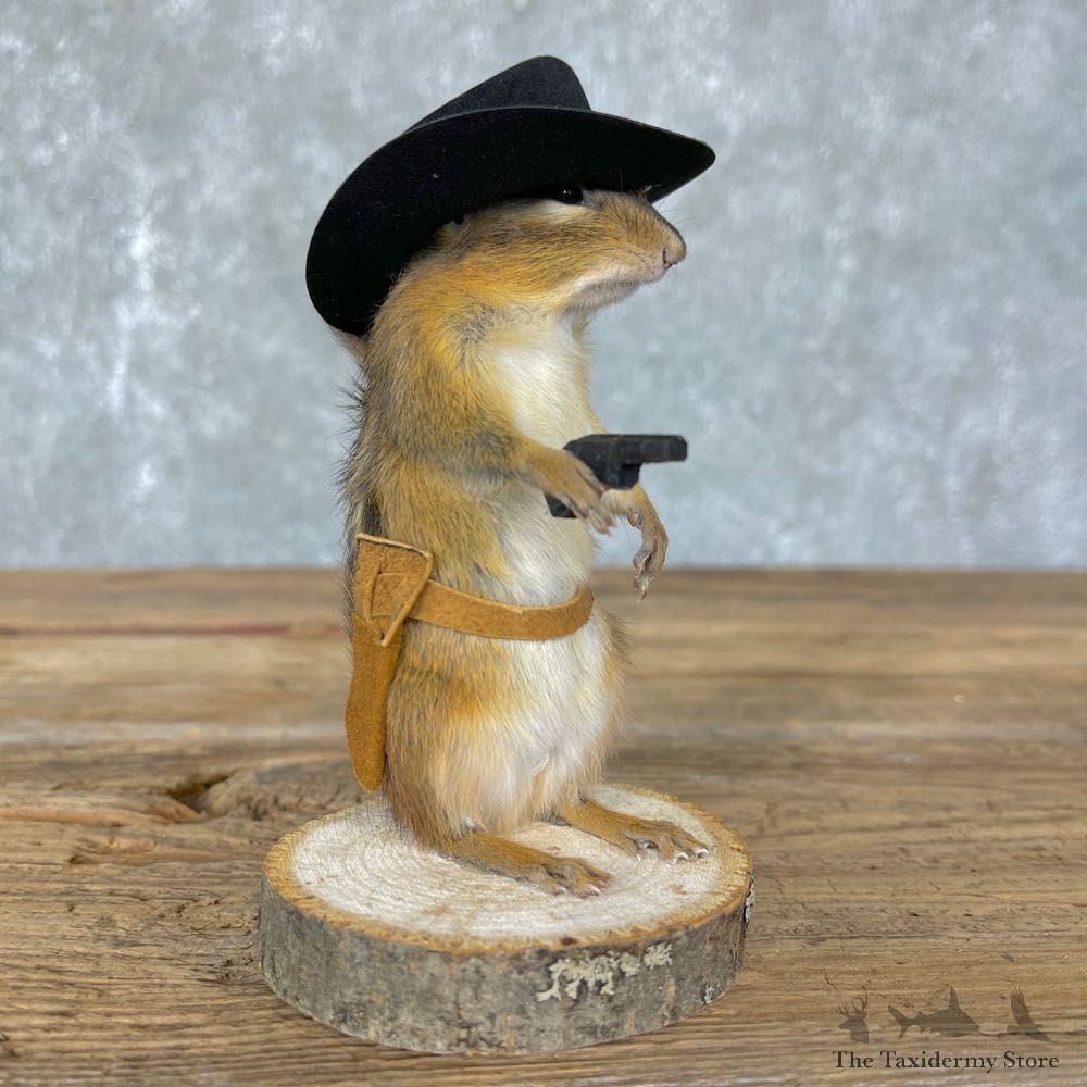 Cowboy Chipmunk Novelty Mount For Sale #24341 @ The Taxidermy Store