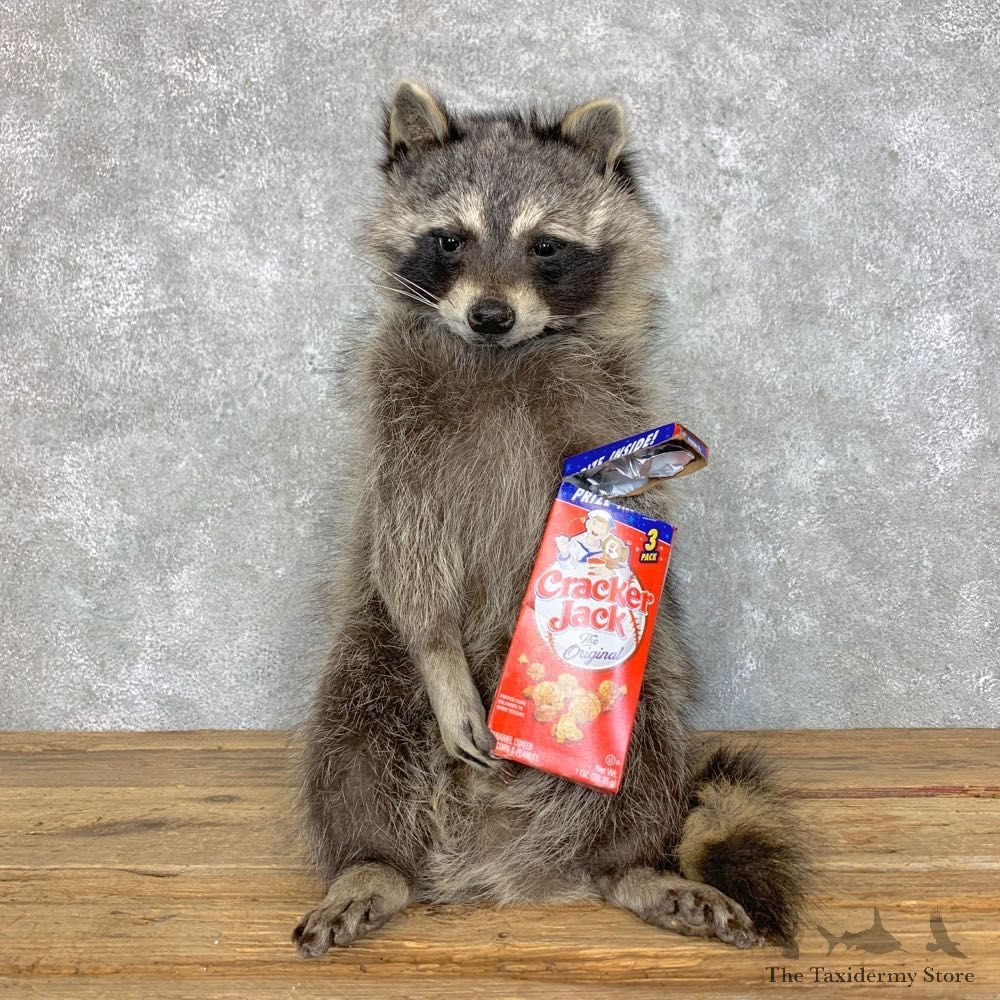 “Cracker Jack" Raccoon Mount For Sale #23418 @ The Taxidermy Store