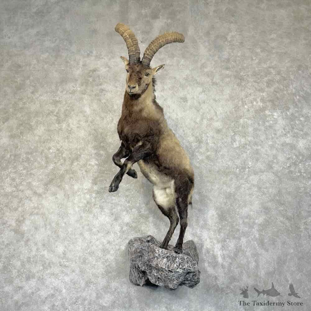Beceite Ibex Life-Size Mount For Sale #30670 @ The Taxidermy Store