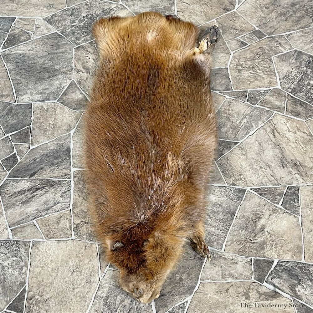 Beaver Tanned Hide For Sale #27880 @ The Taxidermy Store
