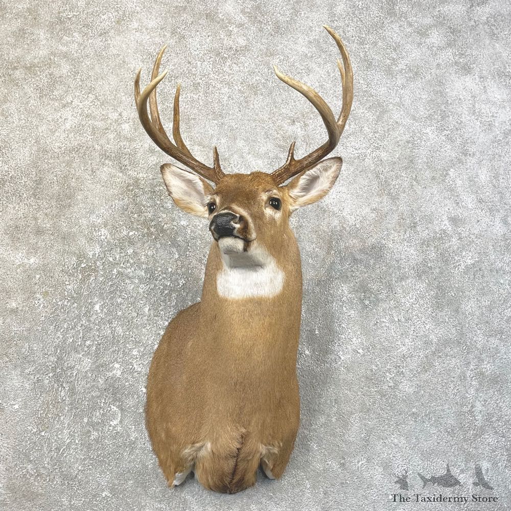 Whitetail Deer Shoulder Mount For Sale #25193 @ The Taxidermy Store