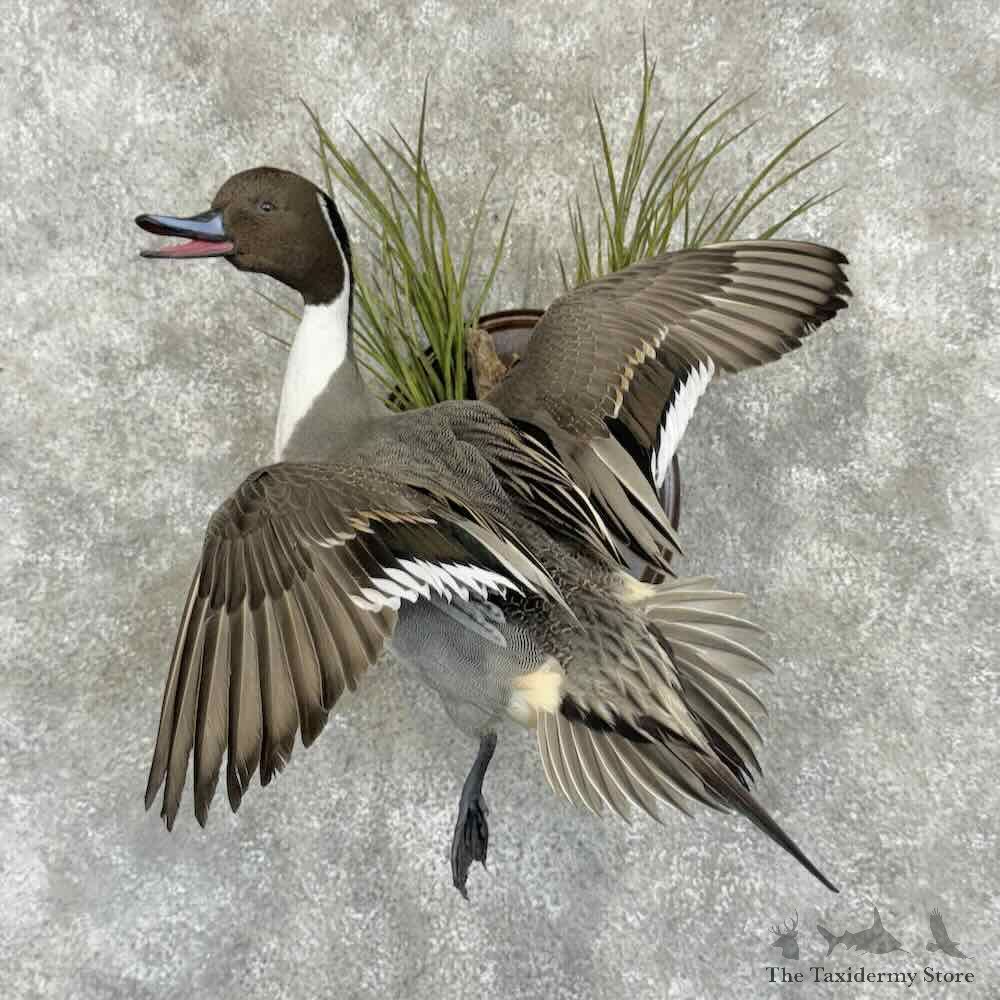 Northern Pintail Duck Bird Mount For Sale #31049 @ The Taxidermy Store