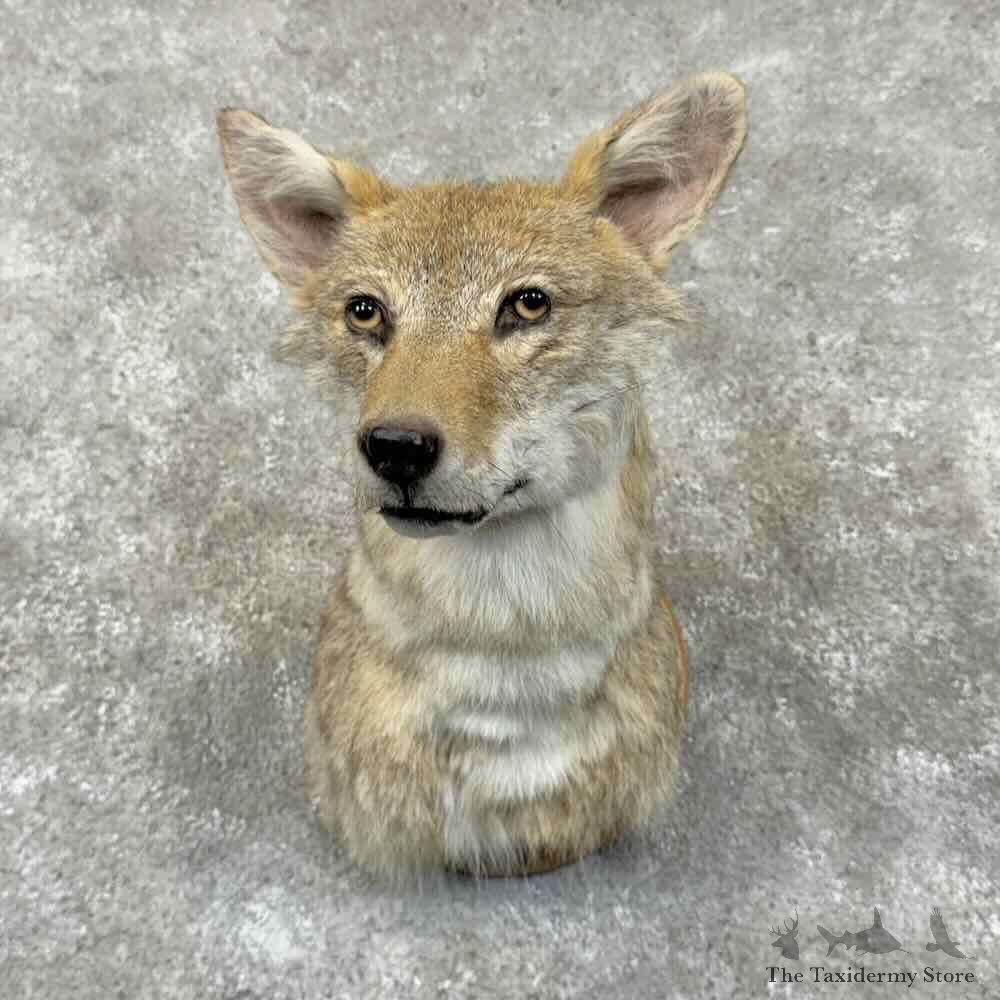 Coyote Shoulder Mount For Sale #30994 @ The Taxidermy Store