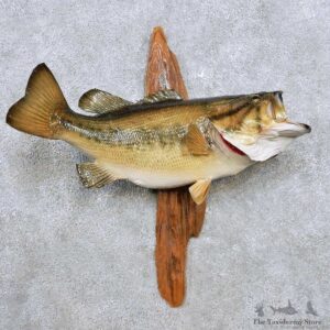 Largemouth Bass Fish Mount For Sale #14370 @ The Taxidermy Store