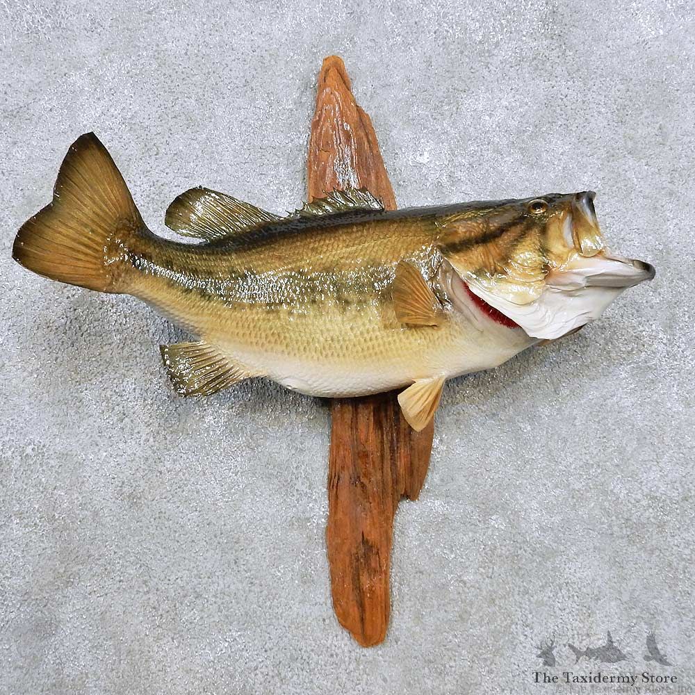 Largemouth Bass Fish Mount For Sale #14370 @ The Taxidermy Store