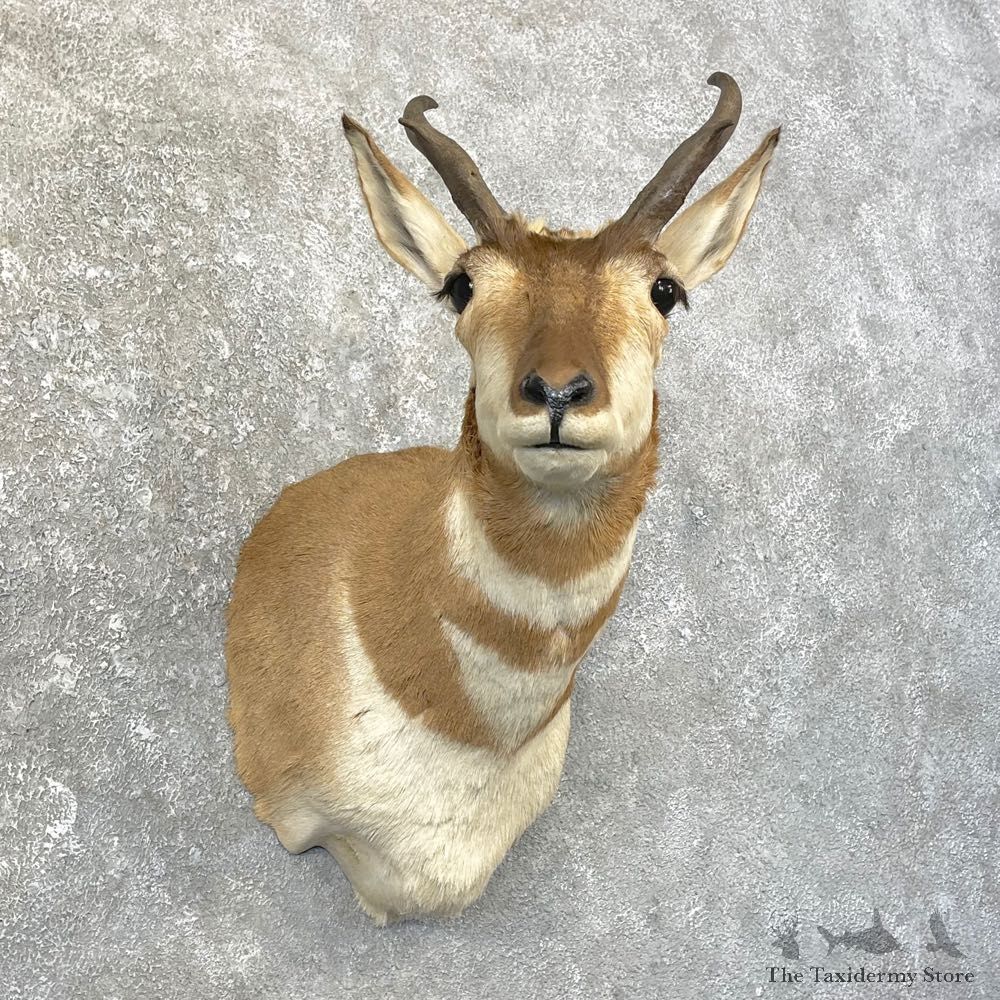 Pronghorn Taxidermy Shoulder Mount #25159 For Sale @ The Taxidermy Store
