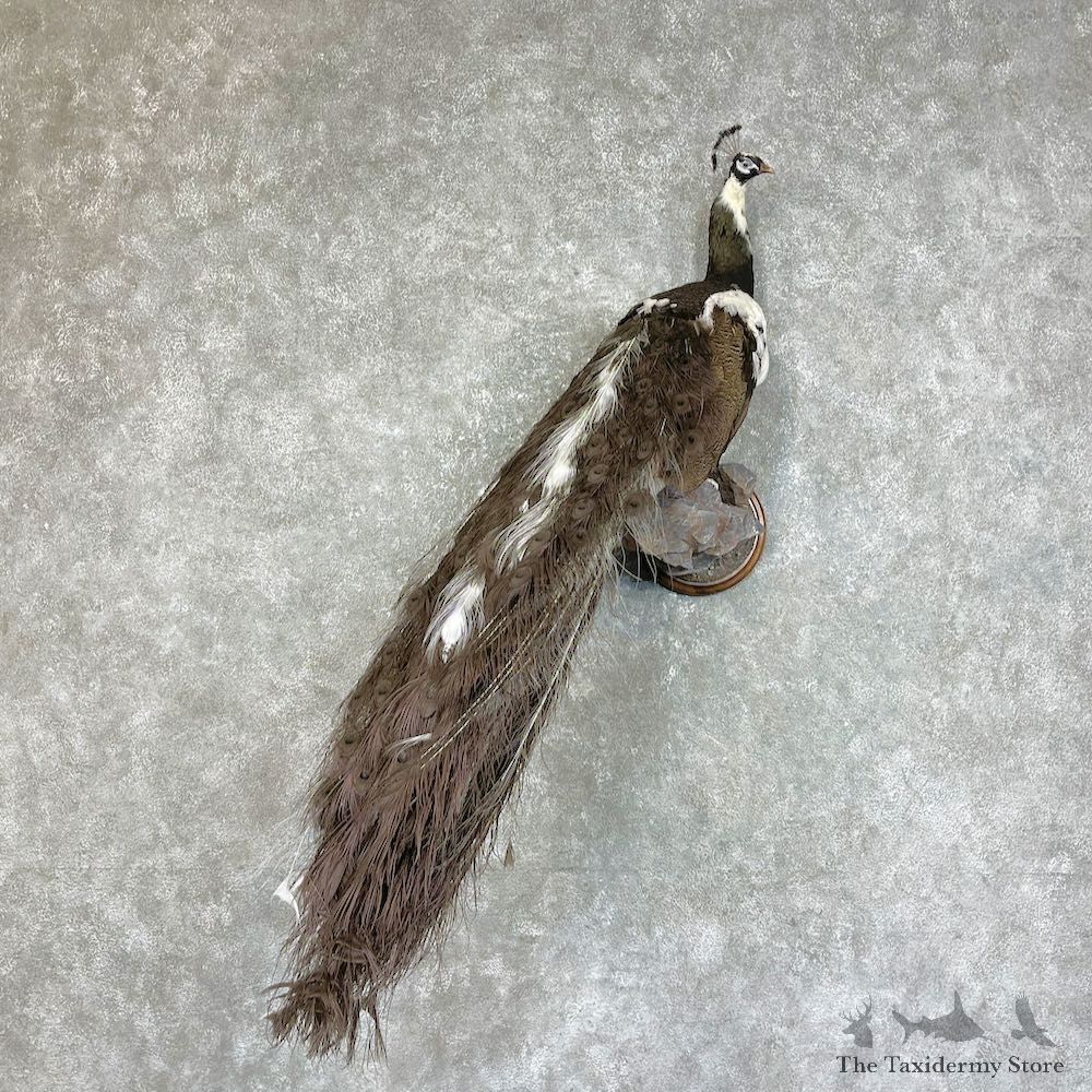 Pied Opal Peacock Bird Mount For Sale #25279 @ The Taxidermy Store