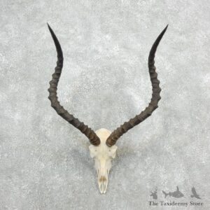 Impala Skull & Horn European Mount For Sale #18091 @ The Taxidermy Store