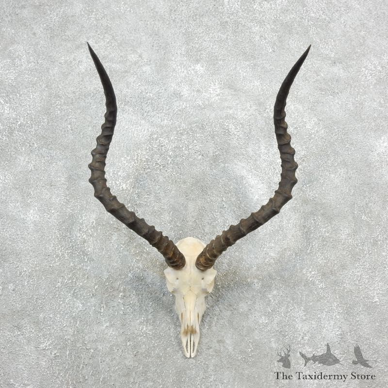 Impala Skull & Horn European Mount For Sale #18091 @ The Taxidermy Store