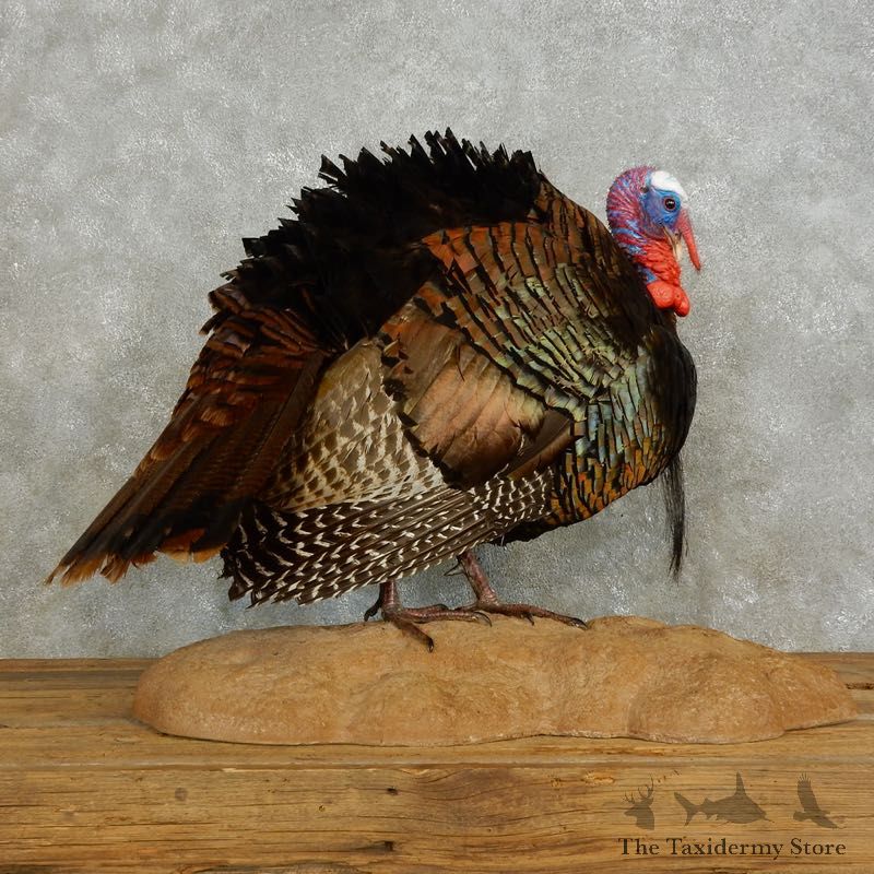 Eastern Turkey Bird Mount For Sale #17567 @ The Taxidermy Store