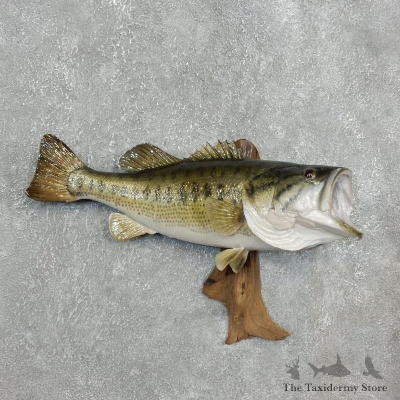 Largemouth Bass Fish Mount For Sale #17802 @ The Taxidermy Store