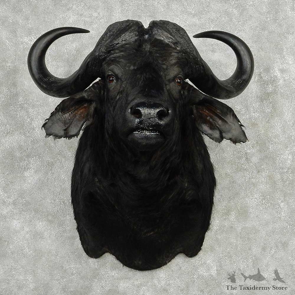 African Cape Buffalo Shoulder Mount #13796 For Sale @ The Taxidermy Store