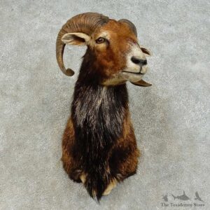 Mouflon Ram Shoulder Mount For Sale #16454 @ The Taxidermy Store