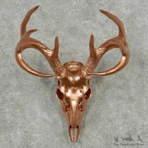 Whitetail Deer Painted Skull Horns European Mount #13823 For Sale @ The Taxidermy Store