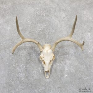 Mule Deer Taxidermy European Mount #19507 For Sale @ The Taxidermy Store