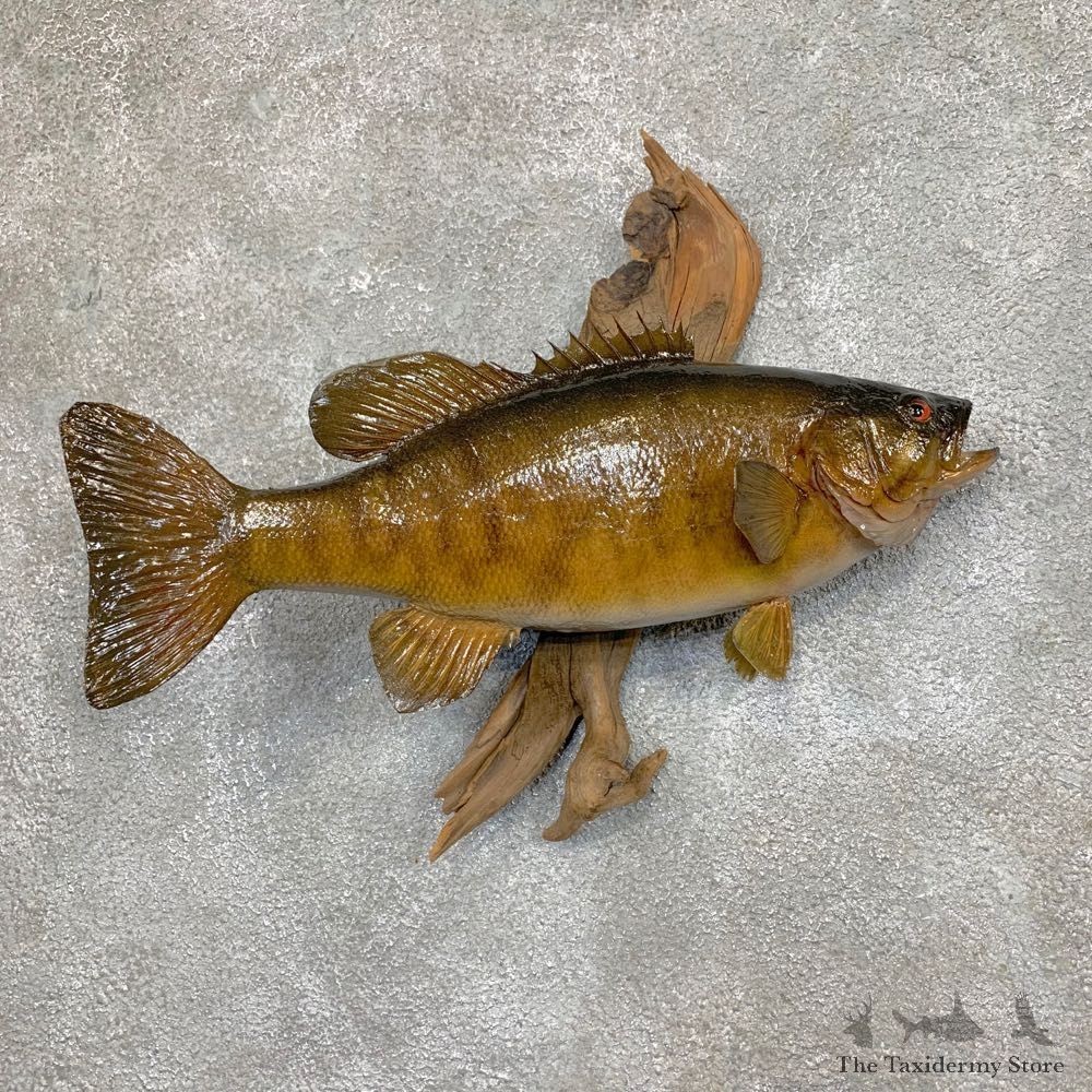 Smallmouth Bass Fish Mount For Sale #23674 @ The Taxidermy Store