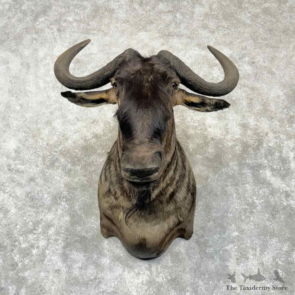 Blue Wildebeest Shoulder Mount For Sale #30372 @ The Taxidermy Store