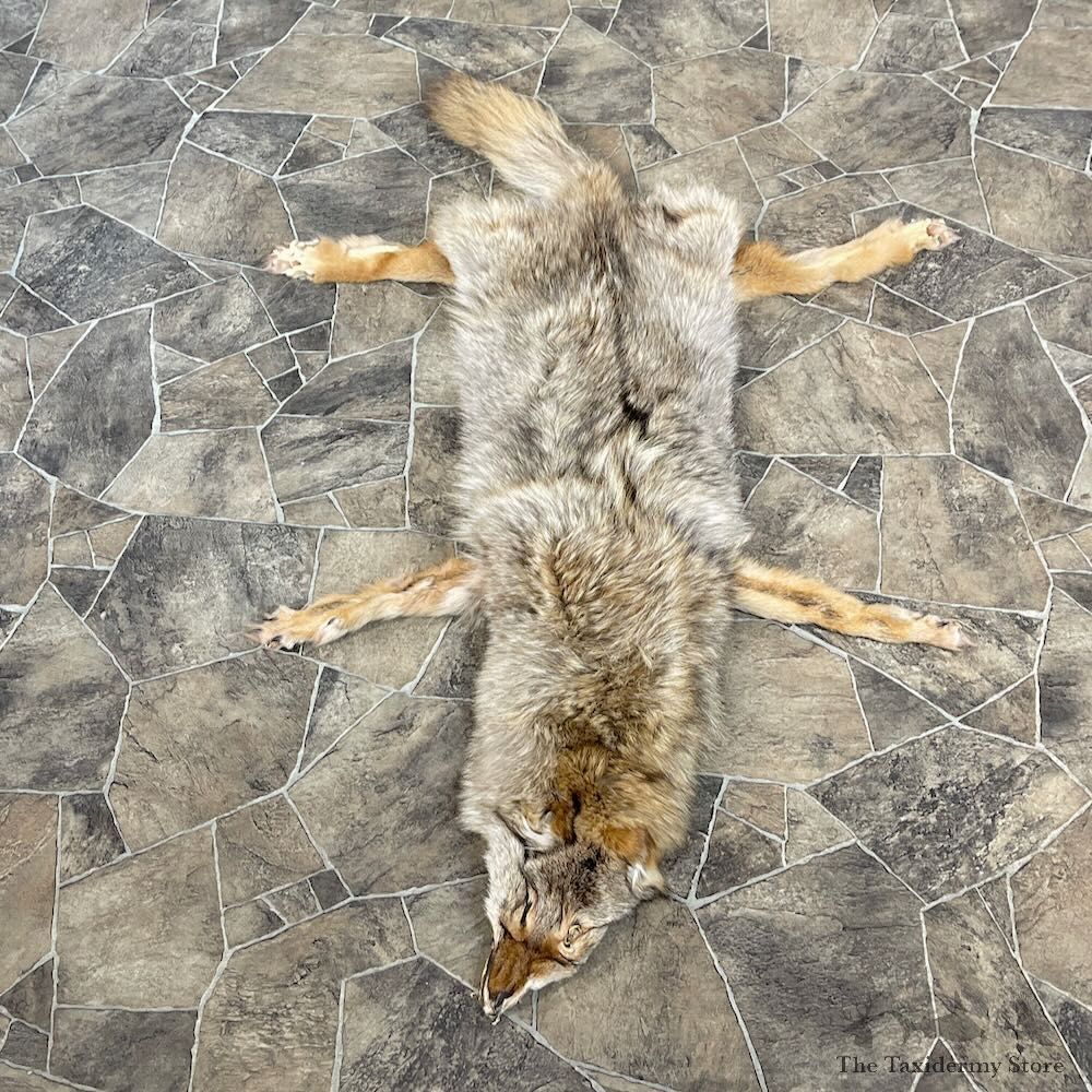 Coyote Tanned Hide For Sale #27878 @ The Taxidermy Store