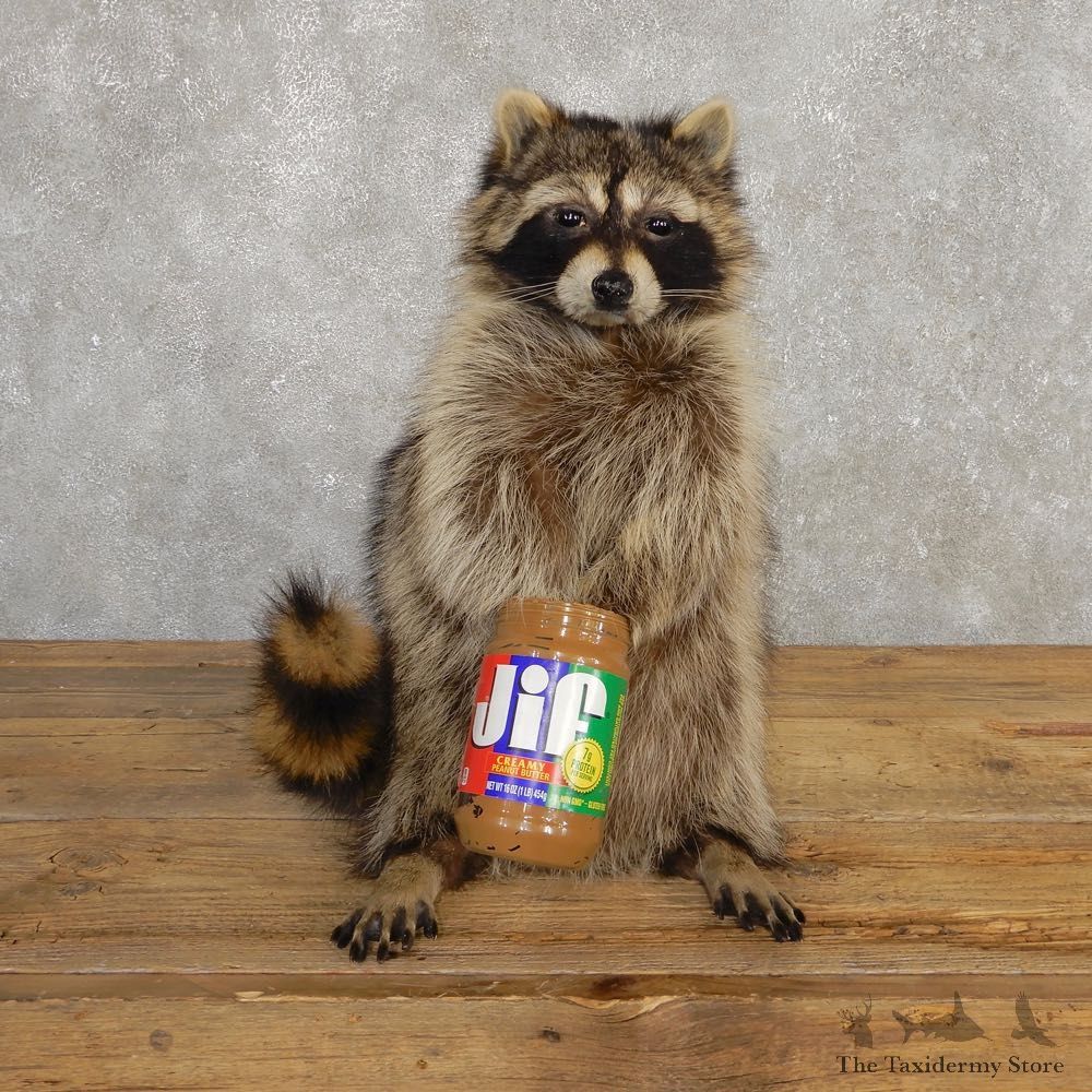 “Peanut Butter” Raccoon Mount For Sale #20196 @ The Taxidermy Store