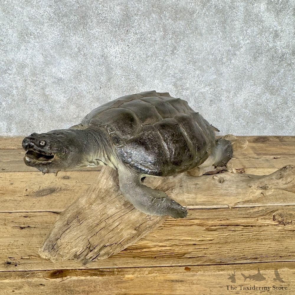 Common Snapping Turtle Mount For Sale #30281 @ The Taxidermy Store