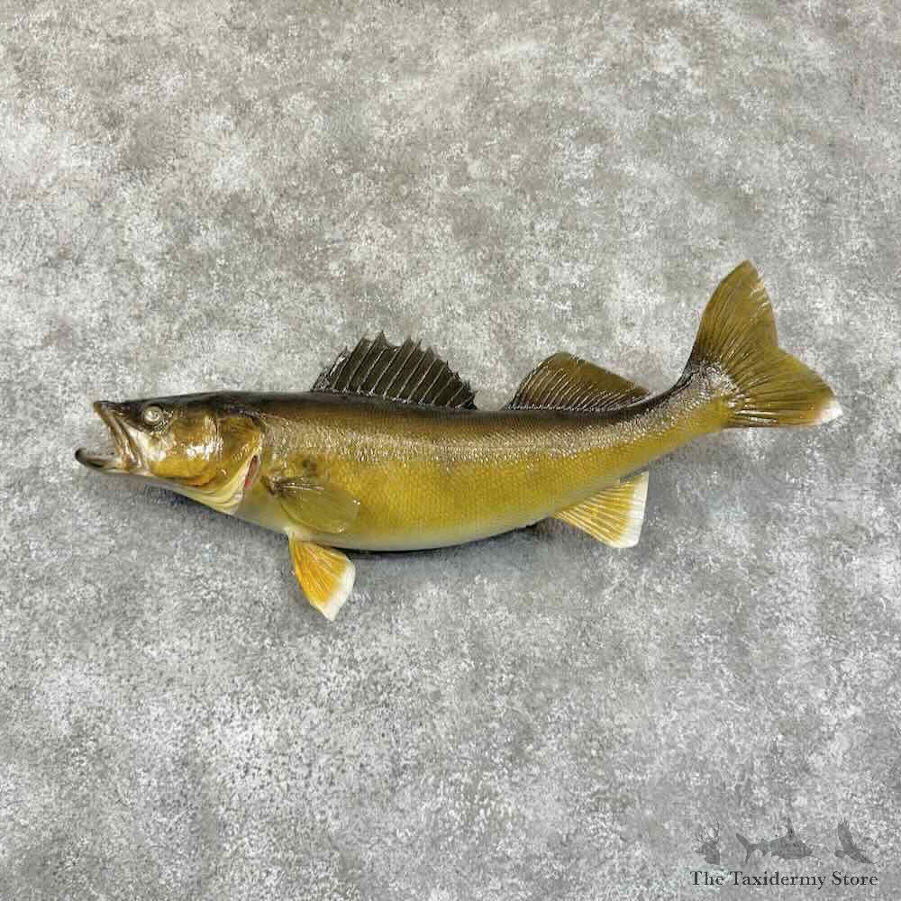 Walleye Fish Mount For Sale #30741 @ The Taxidermy Store
