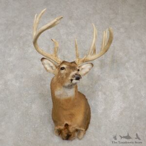 Whitetail Deer Taxidermy Shoulder Mount For Sale #20433 @ The Taxidermy Store