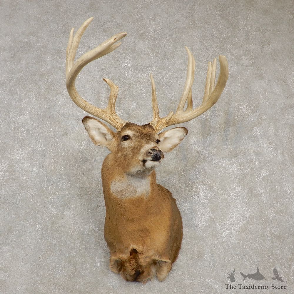 Whitetail Deer Taxidermy Shoulder Mount For Sale #20433 @ The Taxidermy Store