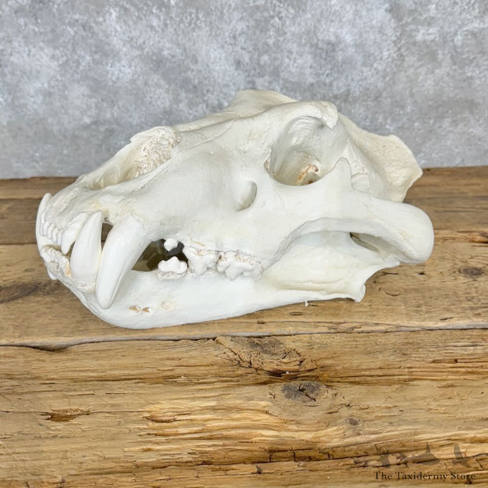 Reproduction African Lion Full Skull For Sale #29113 @ The Taxidermy Store