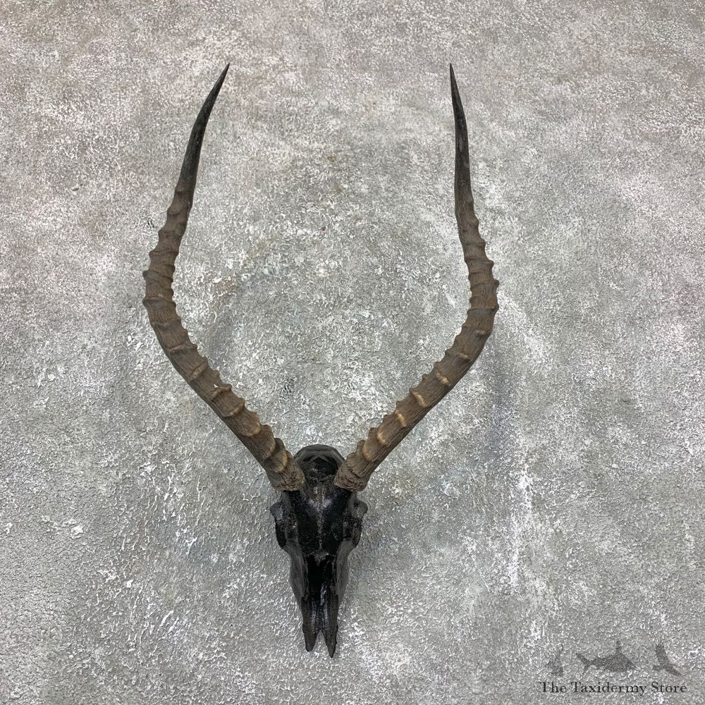 Impala Skull & Horn European Mount For Sale #23721 @ The Taxidermy Store