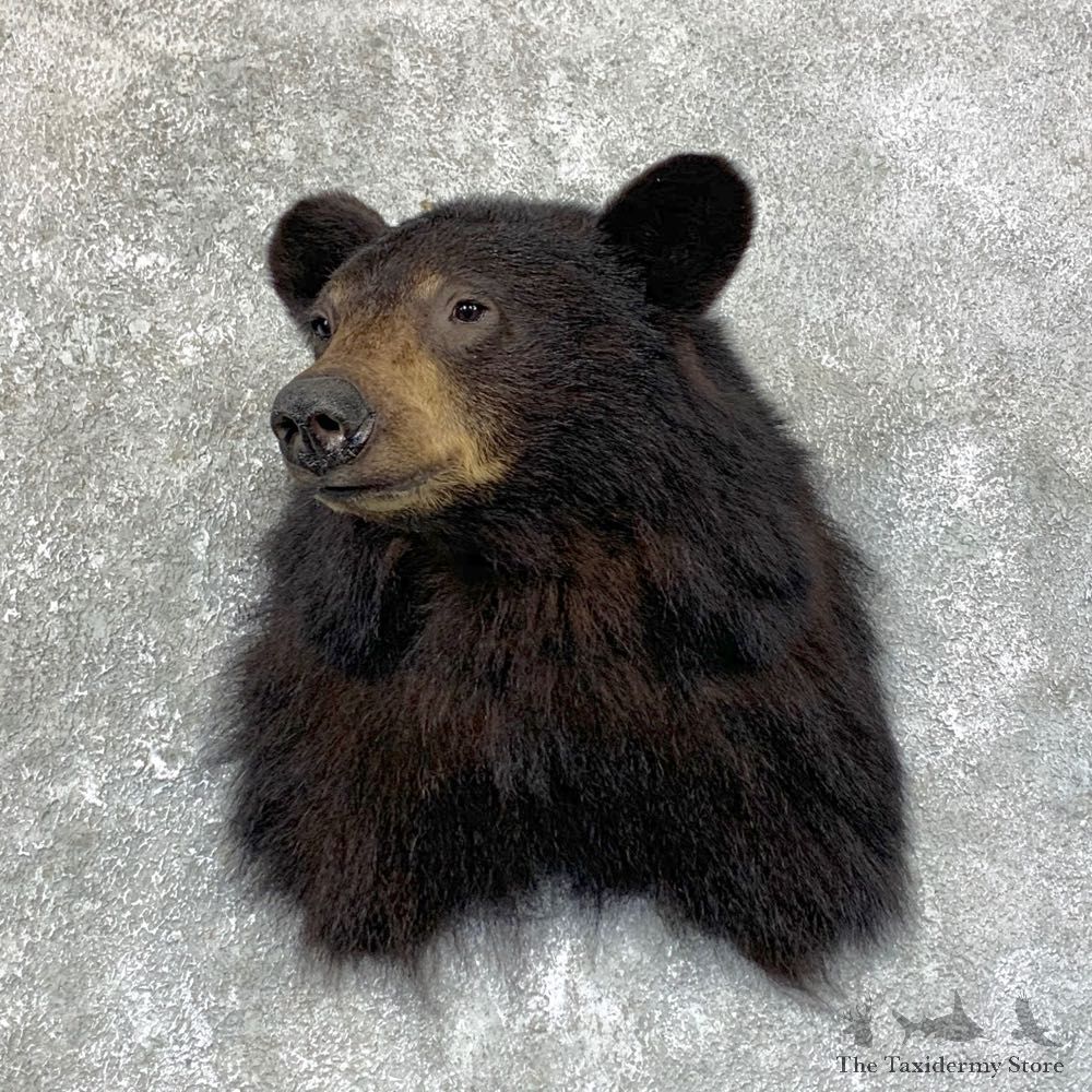 Black Bear Shoulder Mount For Sale #23875 @ The Taxidermy Store