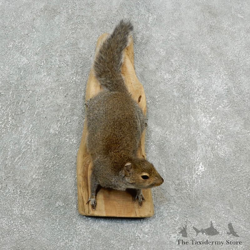 Grey Squirrel Life-Size Mount For Sale #18199 @ The Taxidermy Store