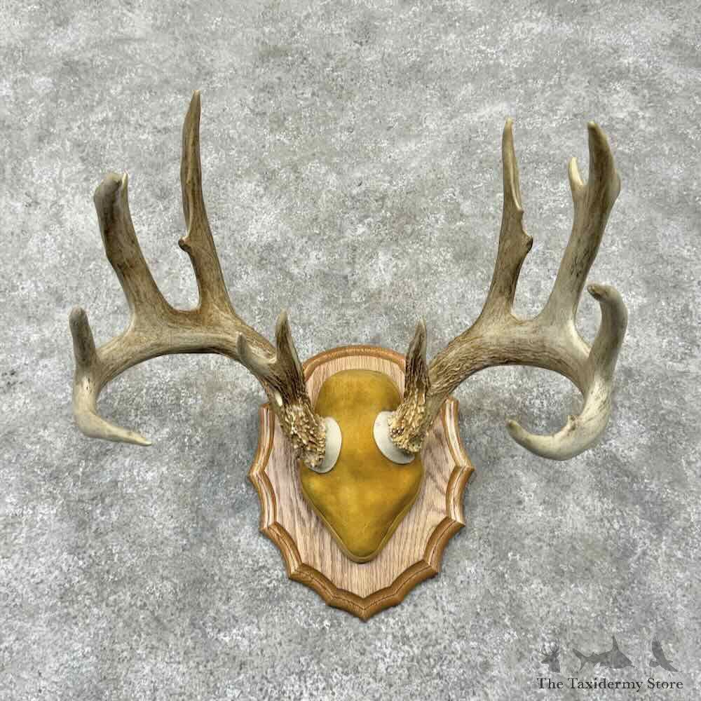 Whitetail Deer Antler Plaque Mount For Sale #31672 @ The Taxidermy Store