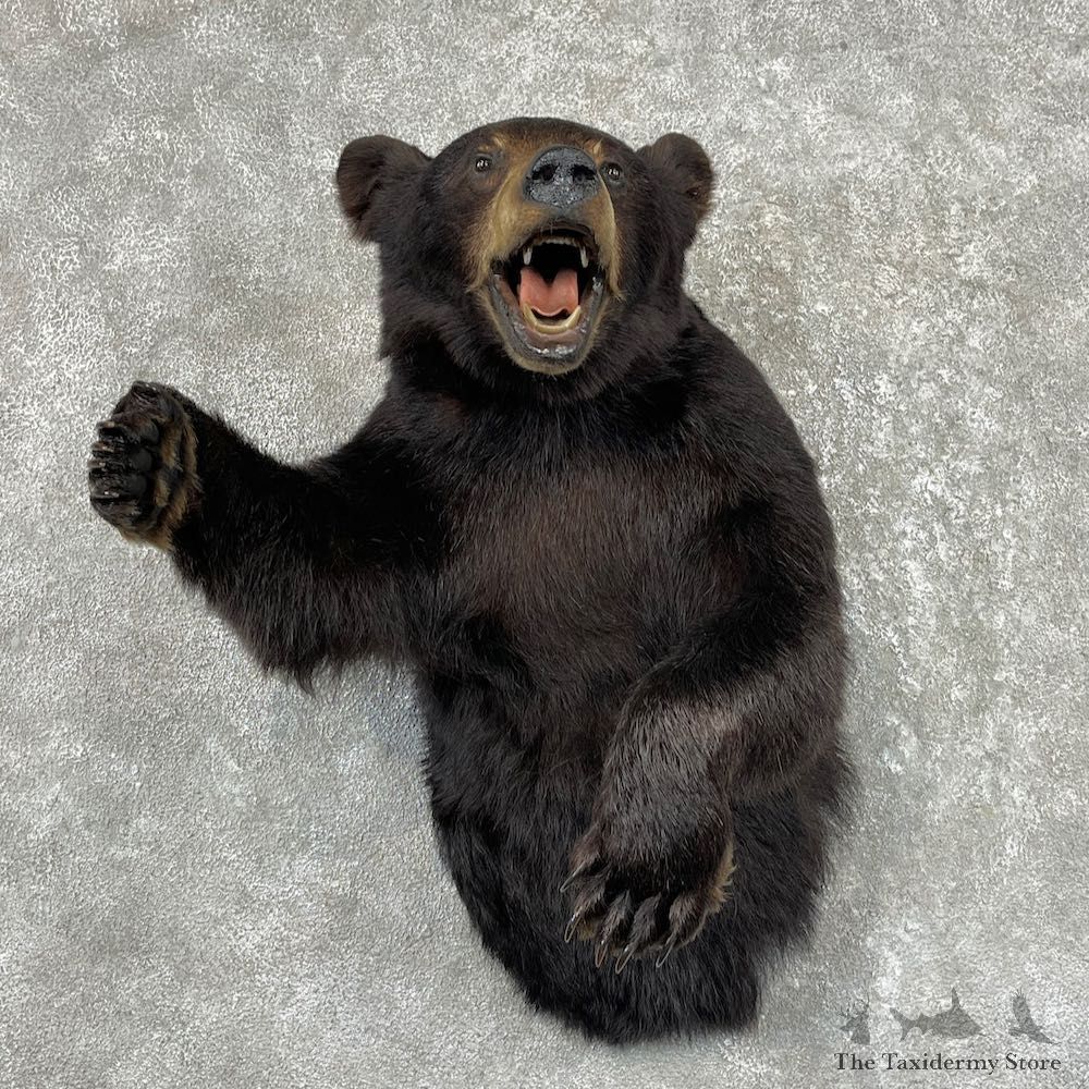 Black Bear 1/2-Life-Size Mount For Sale #26797 @ The Taxidermy Store