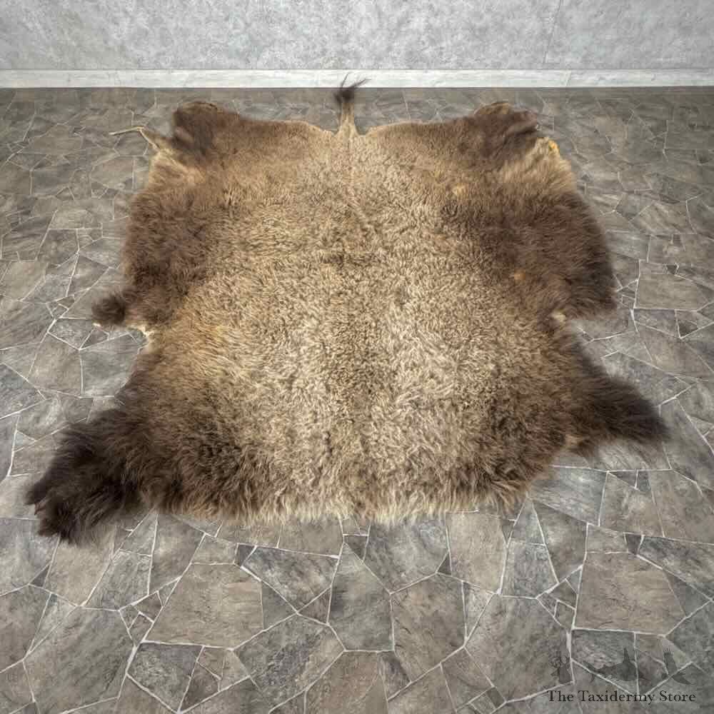 American Buffalo Bison Hide For Sale #31873 @ The Taxidermy Store