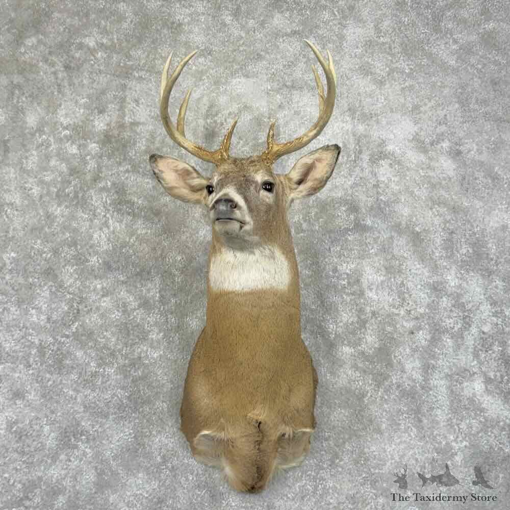 Whitetail Deer Shoulder Mount For Sale #31489 @ The Taxidermy Store