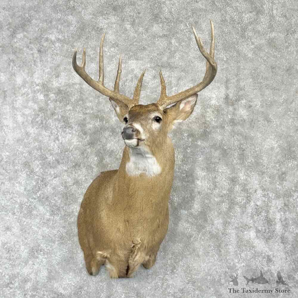 Whitetail Deer Shoulder Mount For Sale #30361 @ The Taxidermy Store