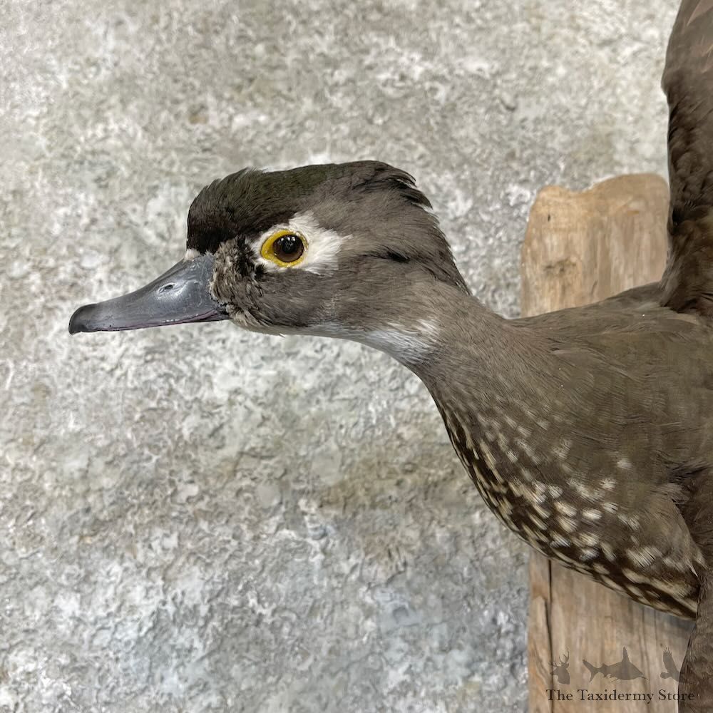Wood Duck Scene Mount For Sale #27838 @ The Taxidermy Store