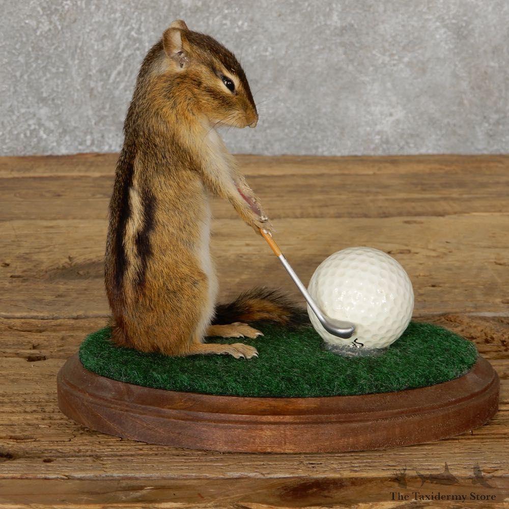 Golfing Chipmunk Novelty Mount For Sale #18909 @ The Taxidermy Store