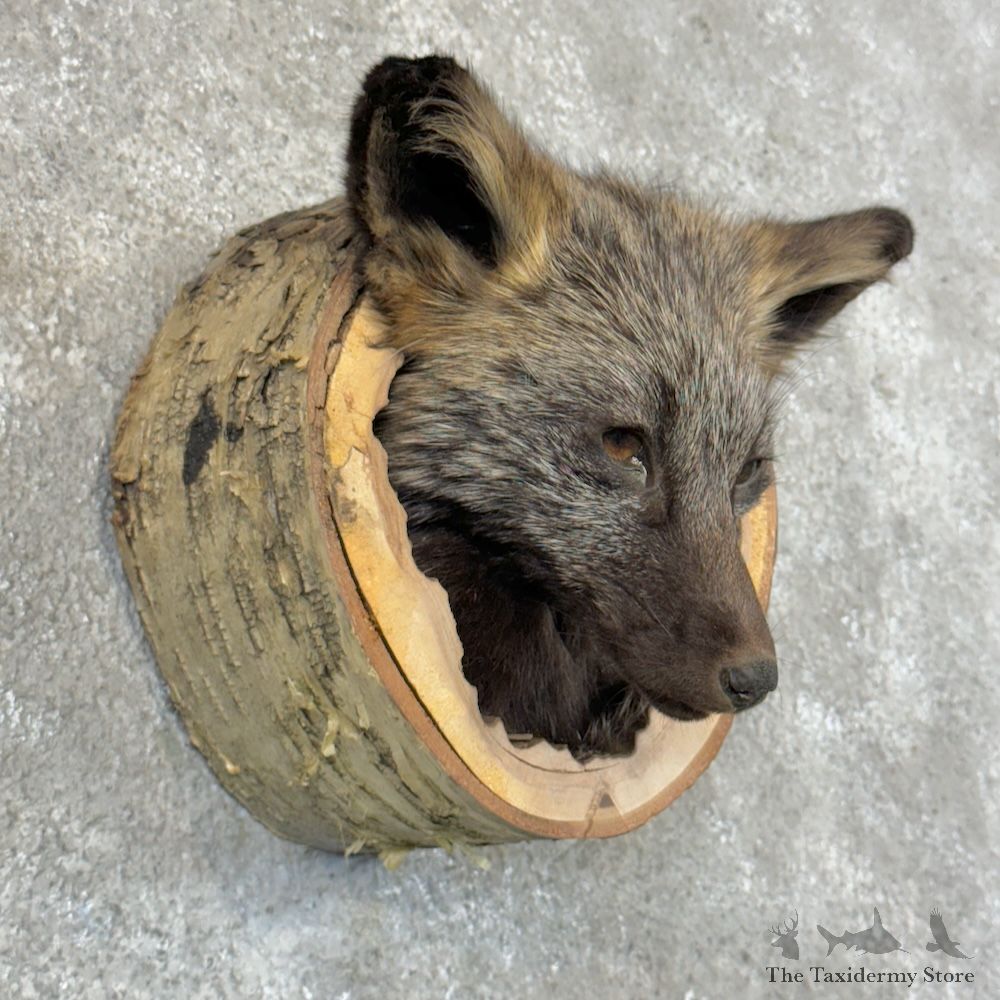Silver Fox Head Mount For Sale #29692 @ The Taxidermy Store