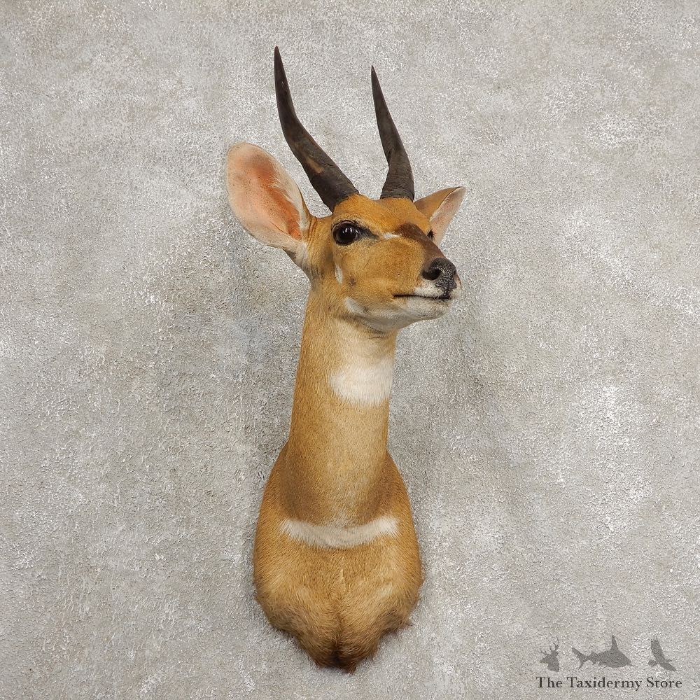 Cape Bushbuck Shoulder Mount For Sale #20474 @ The Taxidermy Store