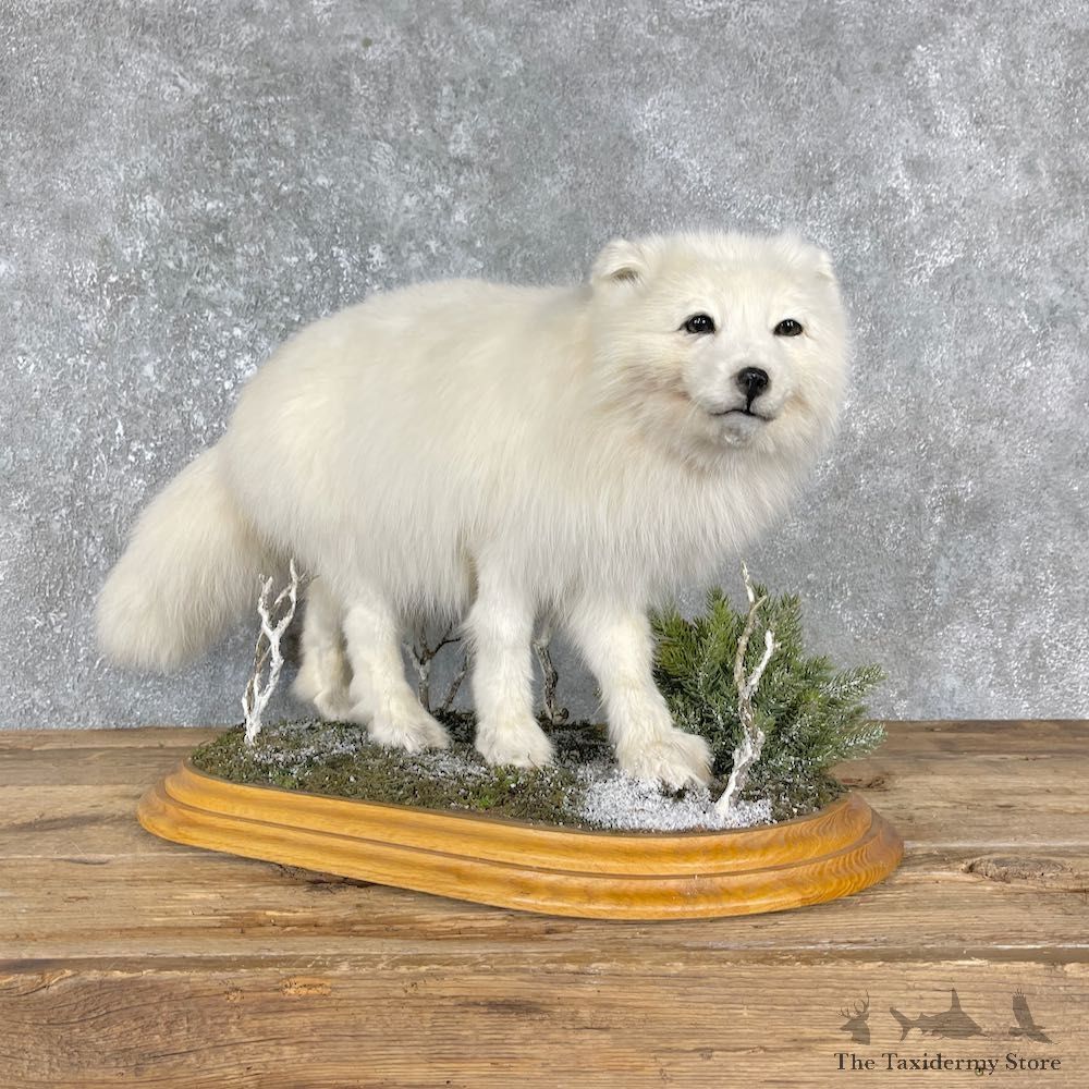 Arctic Fox Taxidermy Life-Size Mount For Sale #25561 @ The Taxidermy Store