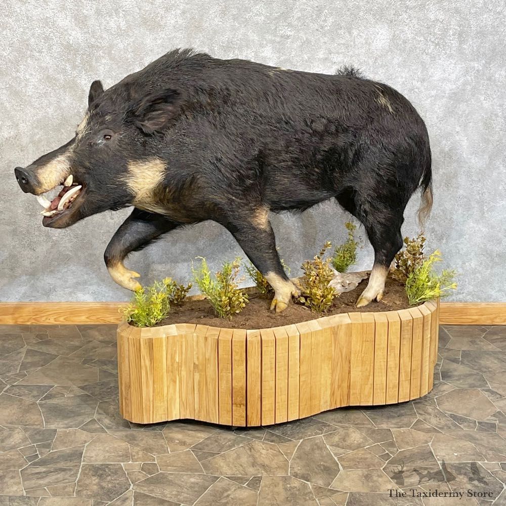 Wild Boar Life-Size Mount For Sale #24754 @ The Taxidermy Store