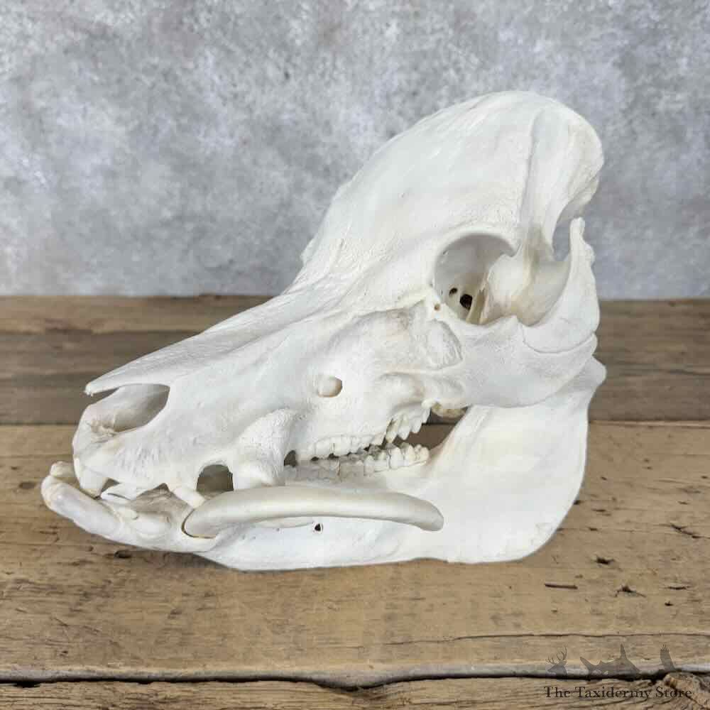 Pot Bellied Pig Full Skull Mount For Sale #30317 @ The Taxidermy Store