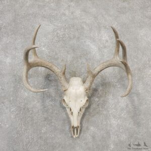 Whitetail Deer Skull European Mount For Sale #19150 @ The Taxidermy Store