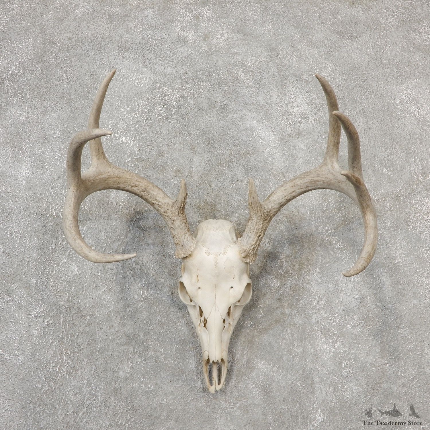 Whitetail Deer Skull European Mount For Sale #19150 @ The Taxidermy Store