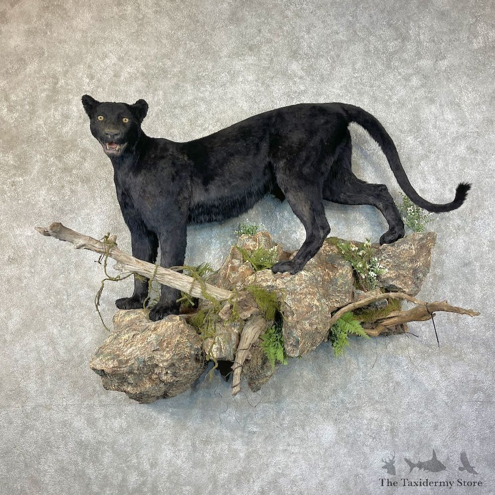 Black Panther Reproduction Life-Size Mount For Sale #26036 @ The Taxidermy Store