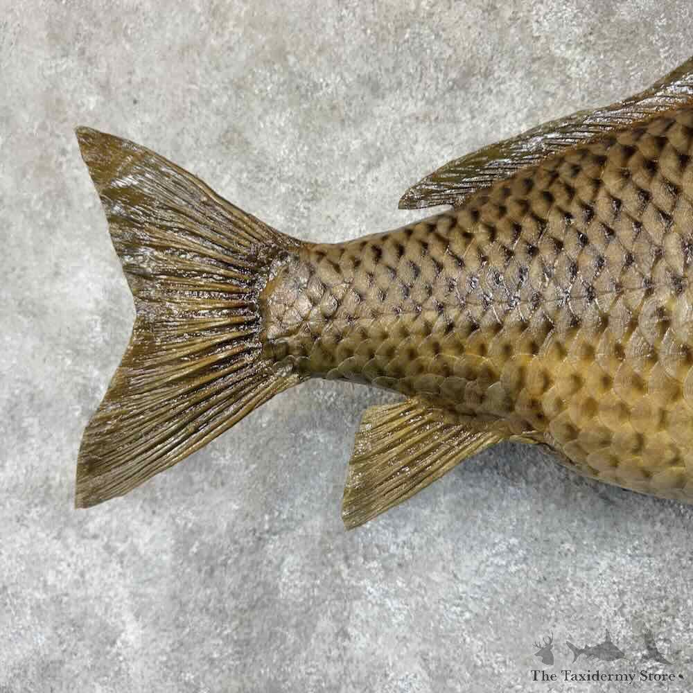 Common Carp Fish Mount For Sale #30768 @ The Taxidermy Store
